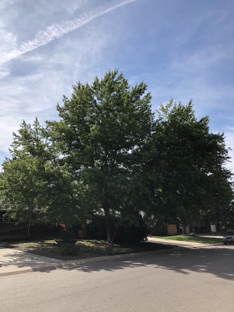 Tree Trimming in Denver