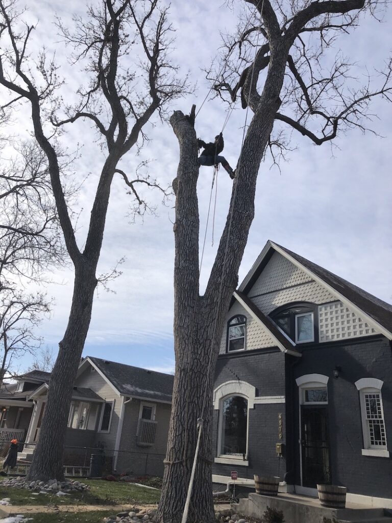 More on Denver Tree Removal Services